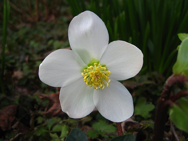 Christrose (Helleborus niger)