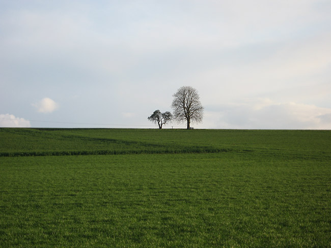 Bad Holzhausen (Pr. Oldendorf)  - Wiese am Hang des Wiehengebirges