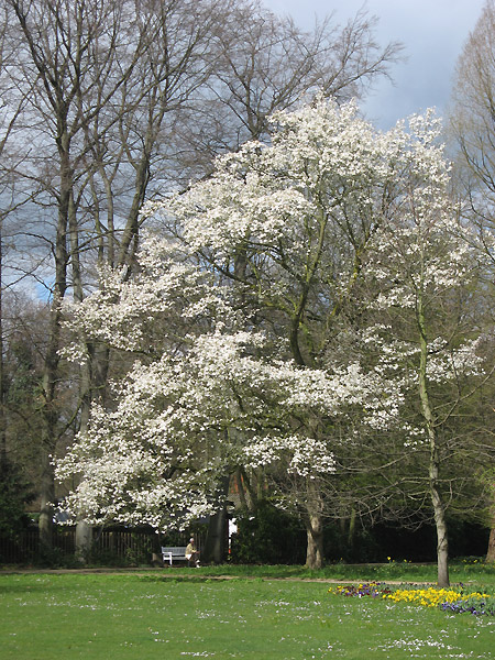 Magnolienbaum