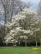 Frühlingsblüher Magnolienbaum Magnolienbaum