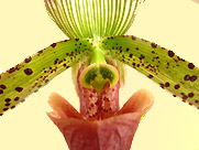 Orchidee-Frauenschuh