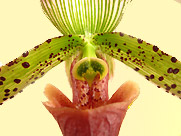 Orchidee-Frauenschuh Orchidee-Frauenschuh