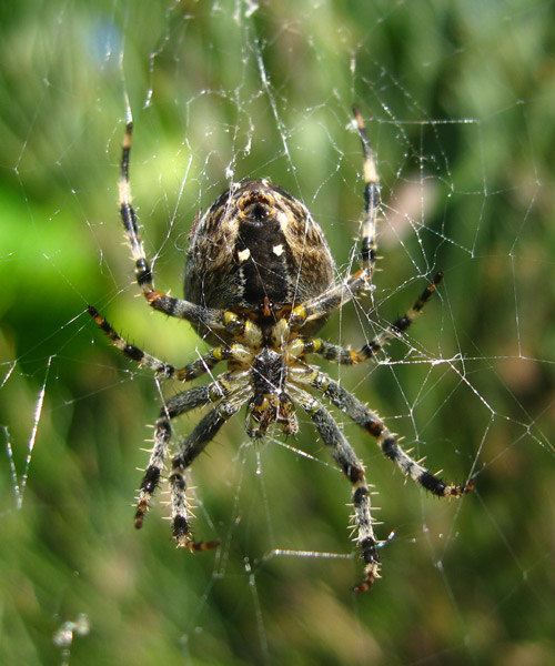 Spinne, Kreuzspinne