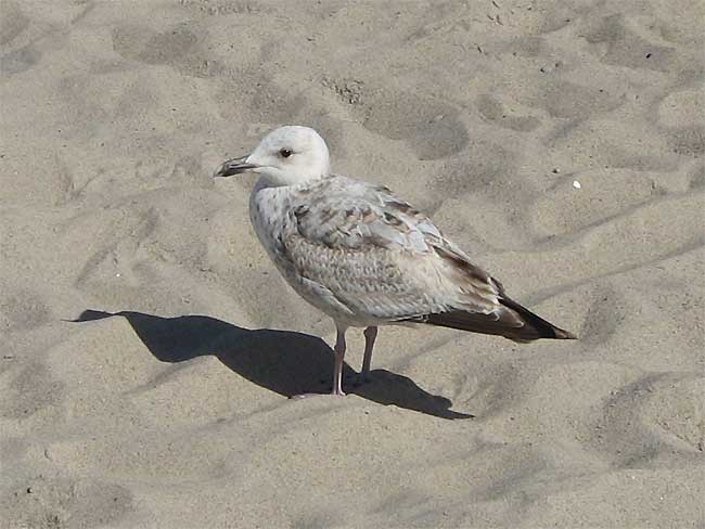 Möwe am Strand