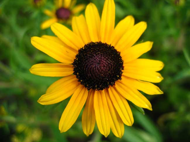 Sonnenhut, gelb, Blüte