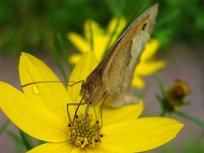 Schmetterling, braun