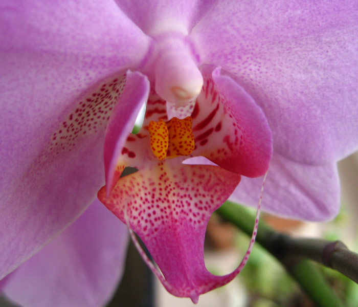 Orchidee-rosa