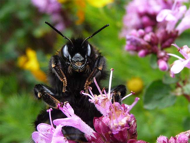 Eine Hummel besucht eine Oreganoblüte.