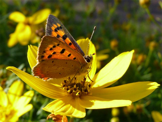 Schmetterling