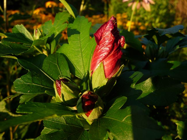 rote Hibiskusknospe