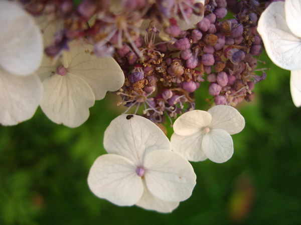 Hortensie