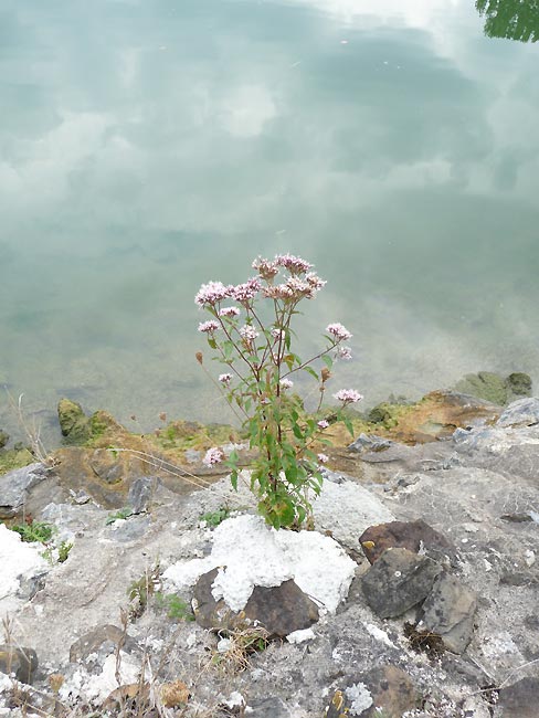 Wildpflanze am Mittelkandkanal