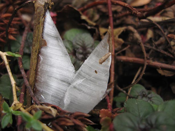 Der erste Frost... Eisgebilde