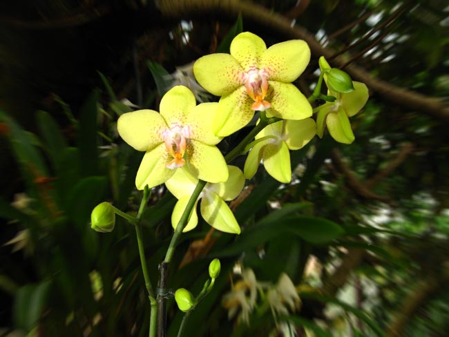 Orchideenrispe gelb