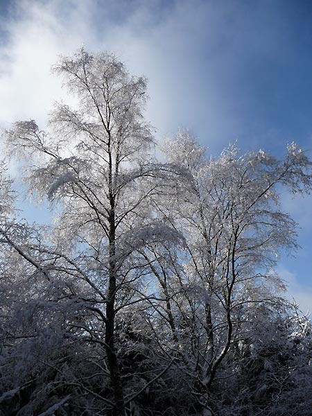 Winter im Wiehengebirge in Bad Holzhausen (Pr. Oldendporf)