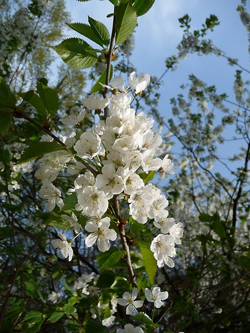 Kirschblüten