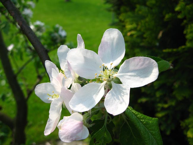 Apfelblüte