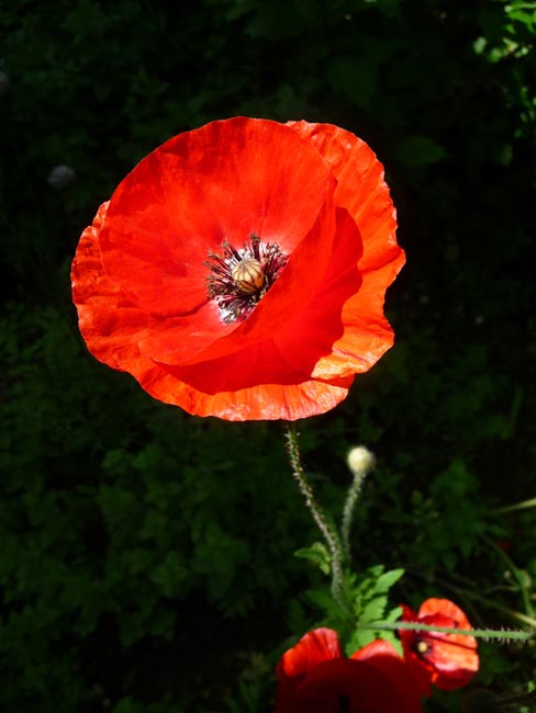 Mohnblume  / Klatschmohn