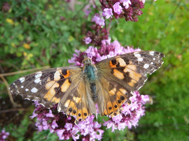 Schmetterling