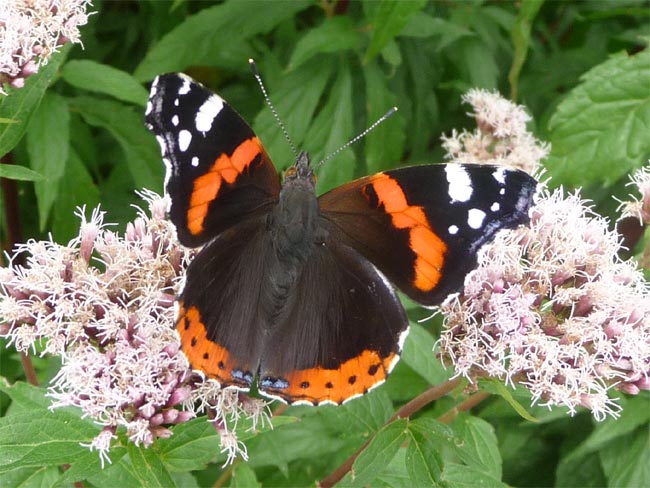 Schmetterling