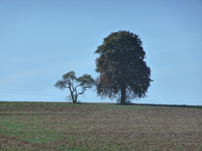 Eine Wiese in Bad Holzhausen am Hang des Wiehengebirges. 