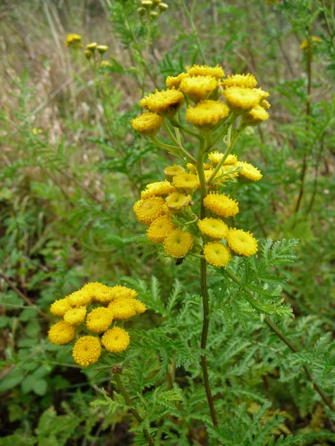 Rainfarn (Chrysanthemum vulgare)