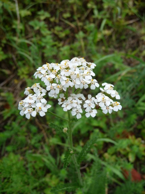 Schafgarbe (Achillea millefolium)