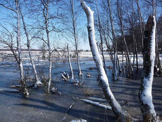 Winterlandschaft im Oppenweher Moor