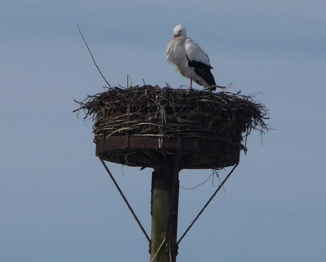 Weißstorch