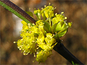 Kornelkirsche Kornelkirsche (Cornus mas)