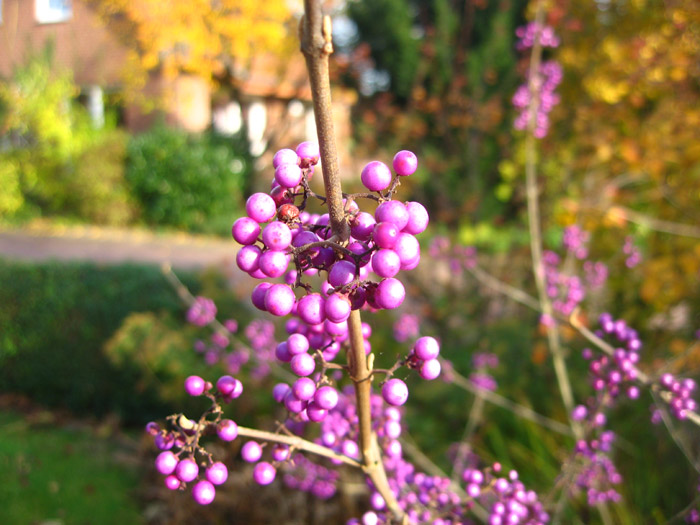 Liebesperlenstrauch (Callicarpa bodinien)