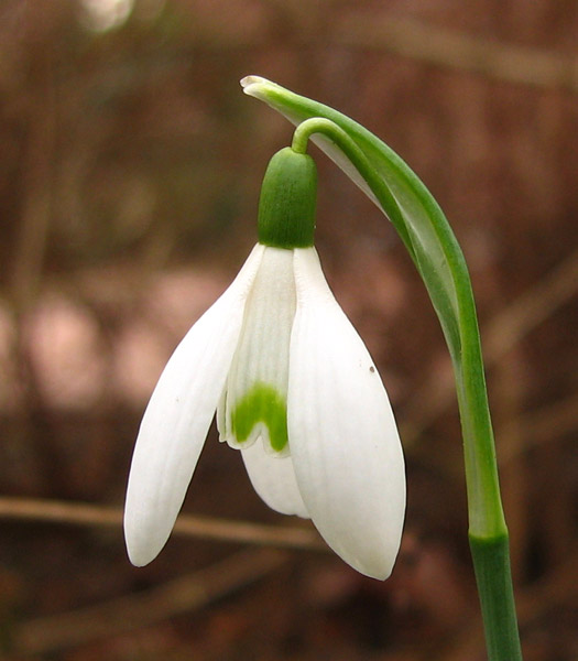 Frühlingsbote Schneeglöckchen