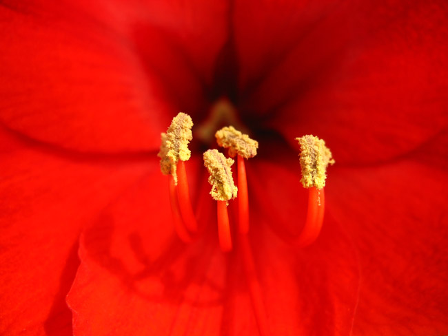 Amaryllis