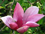 Magnolienstrauch