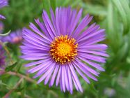 Aster